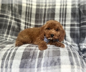 Cavapoo Puppy for sale in LAKELAND, FL, USA
