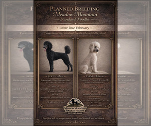 Father of the Poodle (Standard) puppies born on 02/09/2026