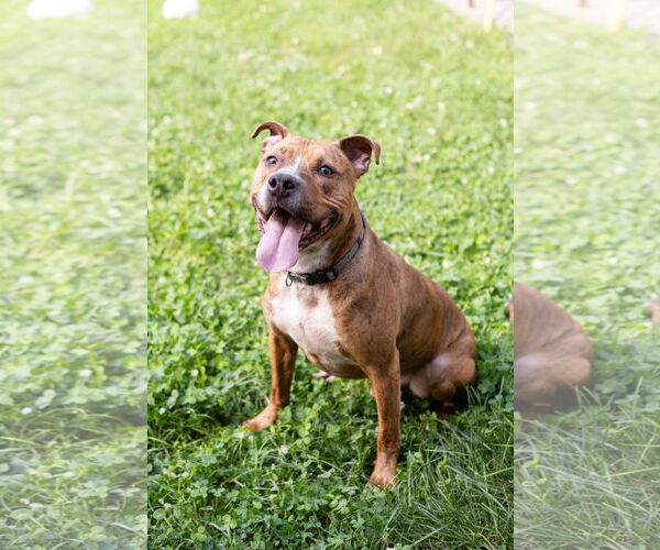 Medium Photo #6 American Pit Bull Terrier-Unknown Mix Puppy For Sale in Crete, IL, USA