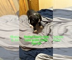 Puppy 4 Boxer