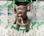 Small #3 French Bulldog