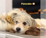 Small Photo #7 ShiChi Puppy For Sale in Columbus, IN, USA