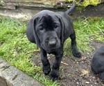 Puppy Blueberry German Shorthaired Lab