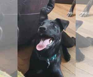 Mutt Dogs for adoption in Plainfield, IL, USA