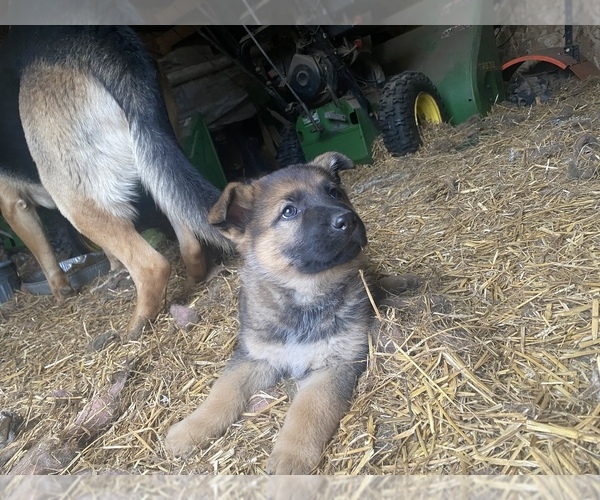 Medium Photo #1 German Shepherd Dog Puppy For Sale in LEXINGTON, MI, USA