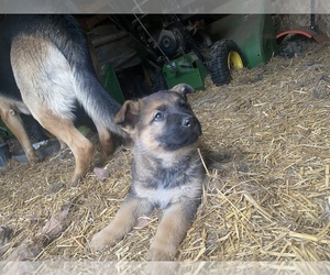 German Shepherd Dog Puppy for sale in LEXINGTON, MI, USA