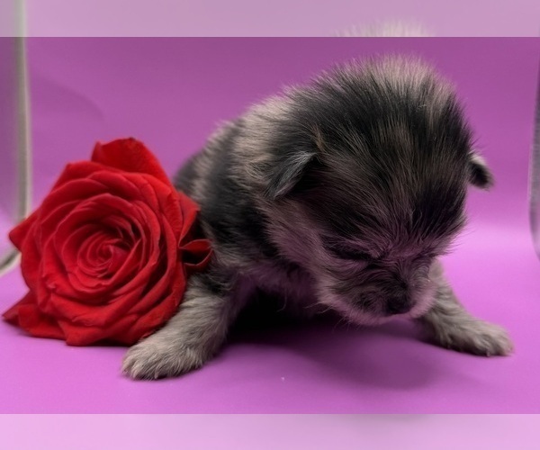 Medium Photo #11 Pomeranian Puppy For Sale in PORTLAND, ME, USA