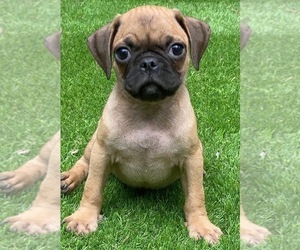 Pug Puppy for sale in HUTTO, TX, USA