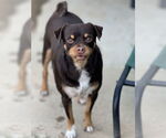 Small #7 Puggle