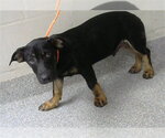 Small Dachshund-German Shepherd Dog Mix