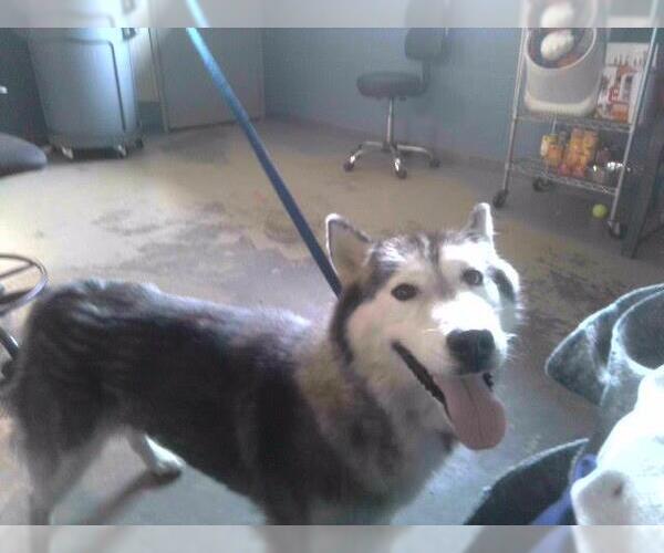 Medium Photo #1 Siberian Husky Puppy For Sale in Tallahassee, FL, USA