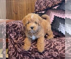 Goldendoodle (Miniature) Puppy for sale in ROCKVILLE, IN, USA