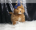 Small #5 Maltipoo