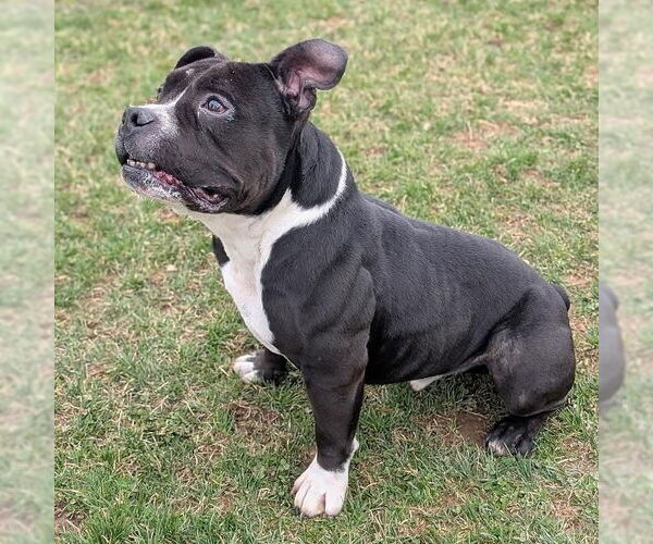 Medium Photo #3 American Pit Bull Terrier-Bulldog Mix Puppy For Sale in Rootstown, OH, USA