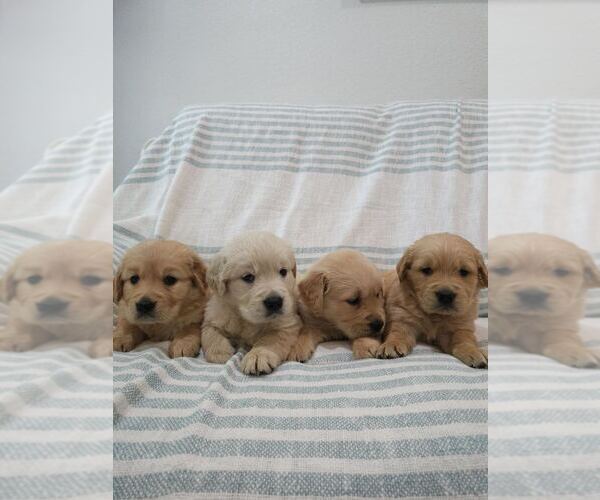 Medium Photo #8 English Cream Golden Retriever Puppy For Sale in SACRAMENTO, CA, USA