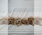 Small #7 English Cream Golden Retriever