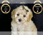 Small Photo #133 Maltipoo Puppy For Sale in WARSAW, IN, USA