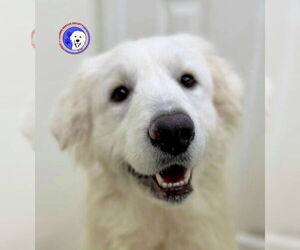 Great Pyrenees Dogs for adoption in Spring, TX, USA