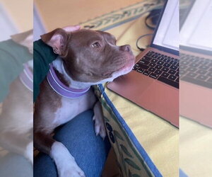 CANELO - Male American Pit Bull Terrier Dog for Adoption - Photo #3