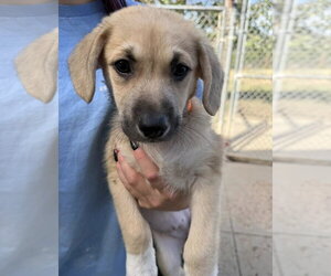 Edith - Female Labrenees Dog for Adoption - Photo #2