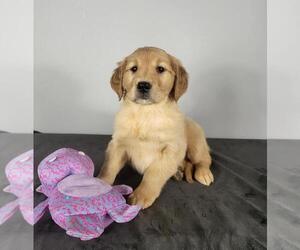 Golden Retriever Puppy for sale in FRANKLIN, IN, USA