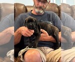 Small #1 Cane Corso
