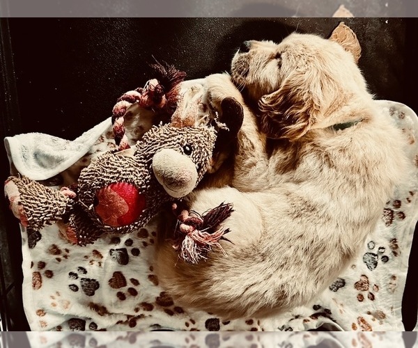 Medium Photo #11 English Cream Golden Retriever Puppy For Sale in VERONA, KY, USA