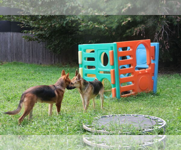 Medium Photo #19 German Shepherd Dog Puppy For Sale in Sebec, ME, USA