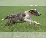 Small #12 Mutt