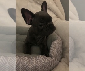 French Bulldog Puppy for sale in CHARLOTTE, NC, USA