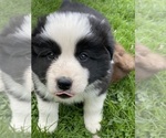Puppy Basil Border Collie