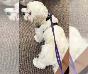 Euro Mountain Sheparnese-Lhasa Apso Mix Puppy for sale in LITTLETON, CO, USA