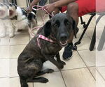 Small #4 Labrador Retriever Mix