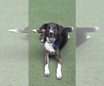 Small #3 Border Collie Mix