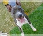 Small #1 American Staffordshire Terrier Mix