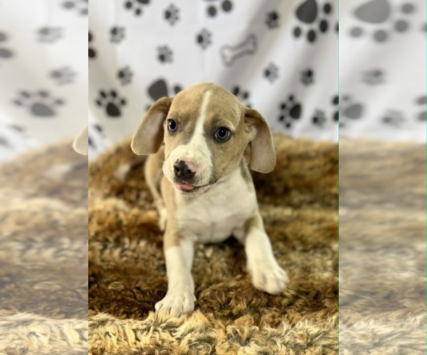 Medium Photo #3 Labrador Retriever-Unknown Mix Puppy For Sale in SHERBURNE, NY, USA