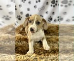 Small #2 Labrador Retriever Mix