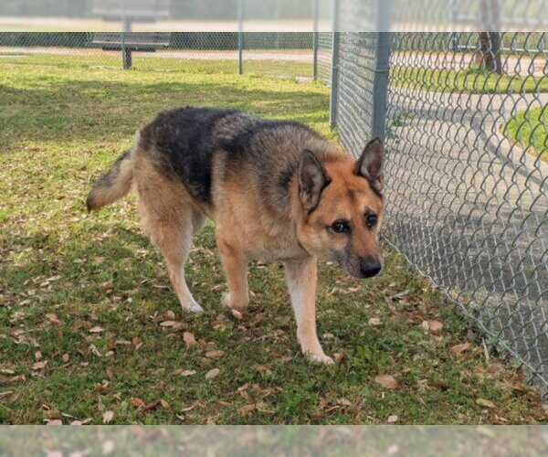 Medium Photo #1 German Shepherd Dog Puppy For Sale in Texas City, TX, USA