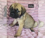 Small #2 Cane Corso
