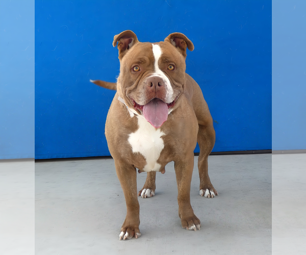 Medium Photo #2 Staffordshire Bull Terrier Puppy For Sale in Pasadena, CA, USA