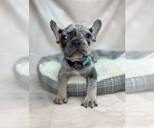 French Bulldog Dog for Adoption in METUCHEN, New Jersey USA