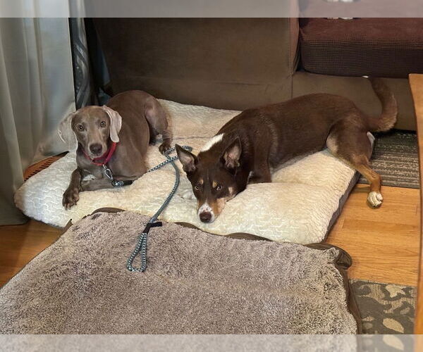 Medium Photo #3 Weimaraner Puppy For Sale in Canton, CT, USA