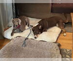 Small #2 Weimaraner