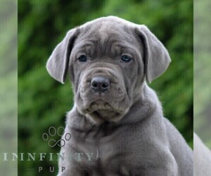 Cane Corso Puppy for sale in LANCASTER, PA, USA