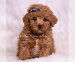 Small #5 Maltipoo (Toy)