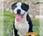 Small #4 Great Dane-Staffordshire Bull Terrier Mix