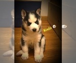 Small Photo #3 Siberian Husky Puppy For Sale in WAVERLY, OH, USA