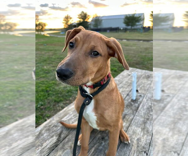 Medium Photo #2 Mutt Puppy For Sale in Evansville, IN, USA