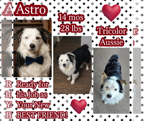 Medium Photo #1 Australian Shepherd Puppy For Sale in Dallas, TX, USA
