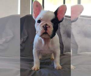French Bulldog Puppy for Sale in ARCADIA, California USA